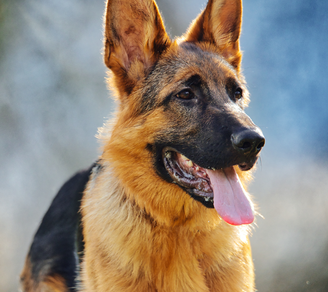 How To Desensitize Your German Shepherd From Loud Noise