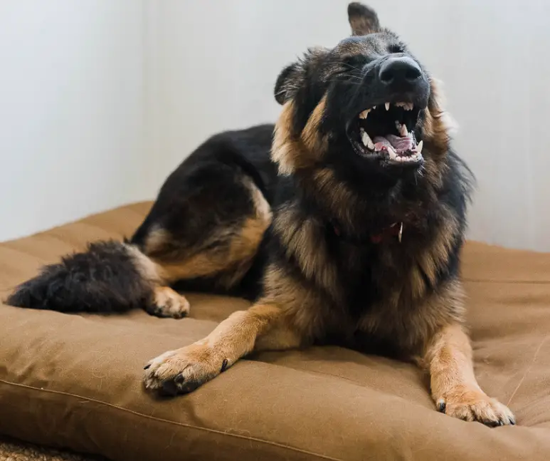 What Can I Give My German Shepherd For Pain?