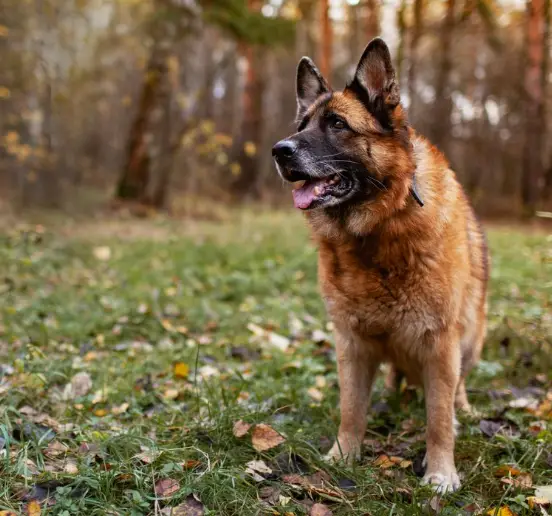 How Long Can A German Shepherd Hold Its Bladder? (Careful!)