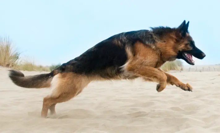Kann ein Deutscher Schäferhund einen Schlitten ziehen?