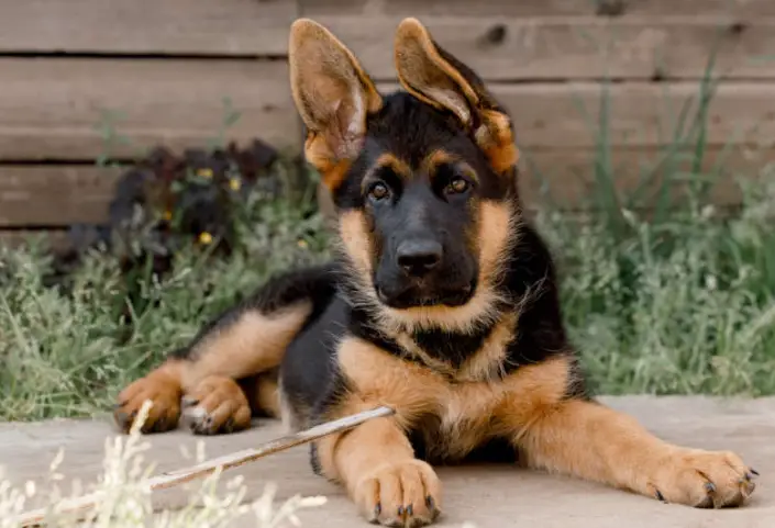 Can German Shepherd Be Trained For Competitive Scent Work?