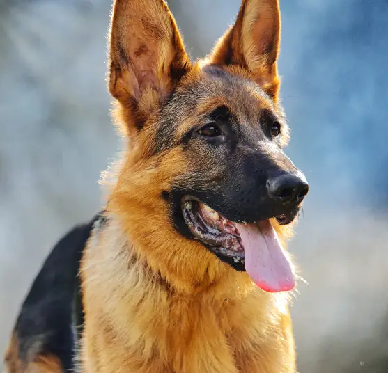 Are German Shepherds Prone To Ear Infections?