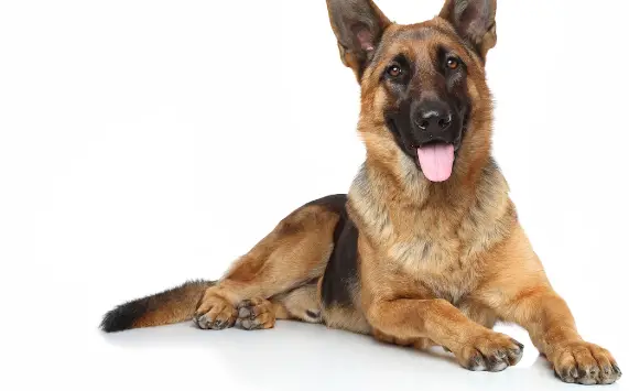 How To Teach Your German Shepherd To Lay Down