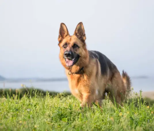 Can German Shepherds Be Trained For Skijoring?